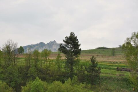 Czerwcowa wycieczka w Pieniny_6