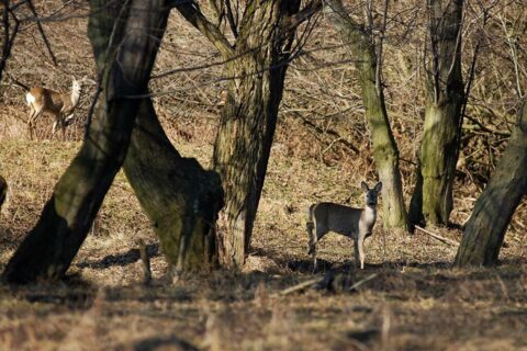Sarenki na nowotarskich "złączach"_2