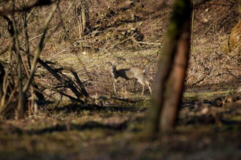 Sarenki na nowotarskich "złączach"_26