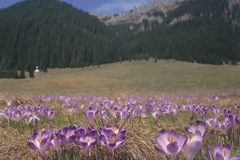 Krokusy (Szafran spiski) w Dolinie Chochołowskiej