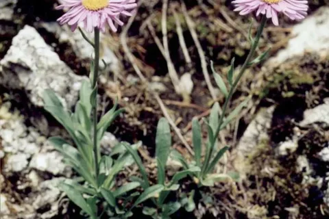 Aster alpejski - aster w Dolinie Kościeliskiej