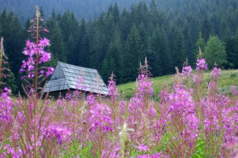 Polana Olczyska
