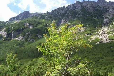 Dolina Roztoki...