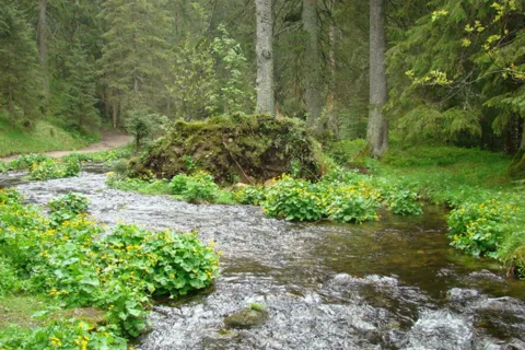Dolina Chochołowska