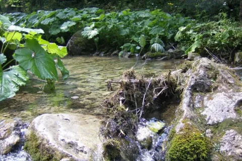 Potok w Dolinie Kościeliskiej