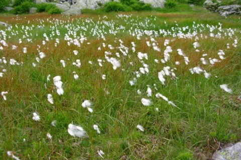 Wełnianka Wąskolistna Eriophorum angustifolium