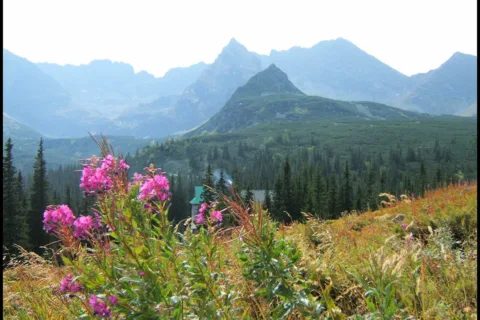 Znajomy widok