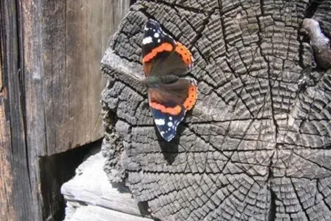 Motyl w Chochołowskiej