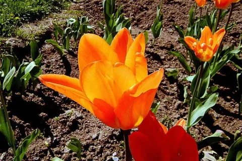 Tulipany