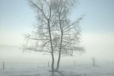 na Zahrade vylupnute z hmly
