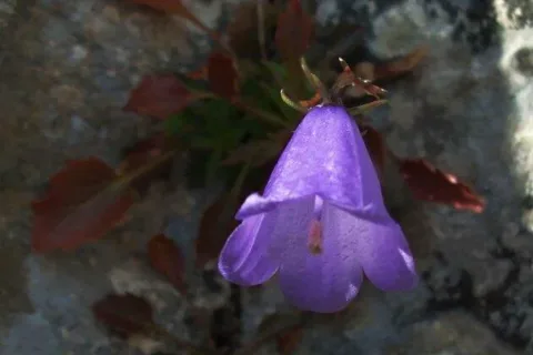 Na bralach Javoria