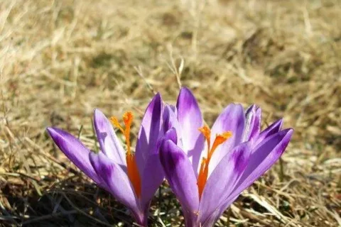 Cas safranov pod Gabajkou