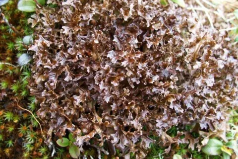 Pod Skalkou