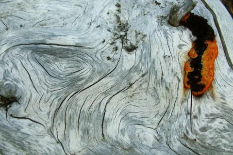 Makroimpresie na gruni Medzi vodami