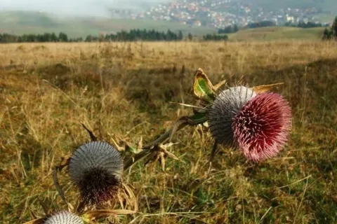 Na Panskom pod Ostrym
