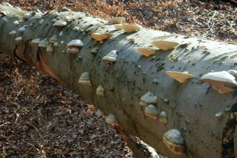 V prirodnej rezervacii Sulovske skaly