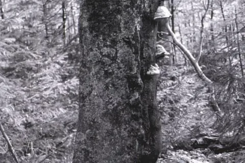 Beskid Sądecki