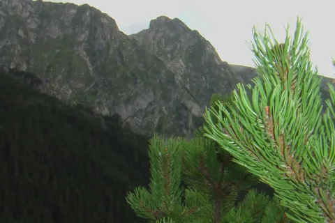 Giewont z Sarniej Skały