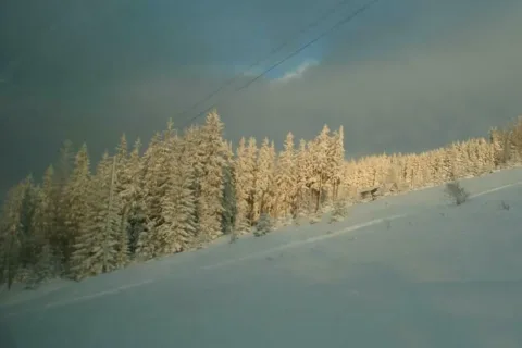 Zima
