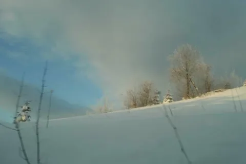 Zima