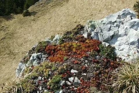 Sina na juznom hrebeni