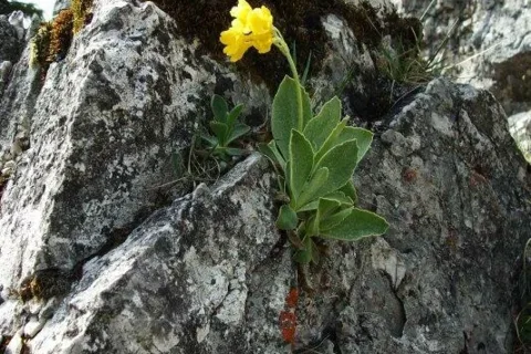 na Prasivom