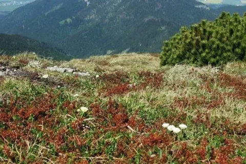 na Krakovej holi Poludnica Zapadne Tatry
