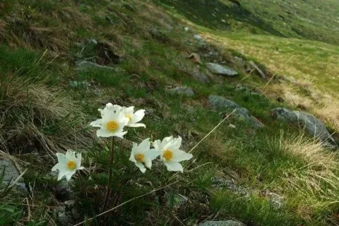 na Niznom Trnoveckom hrbe Baranec