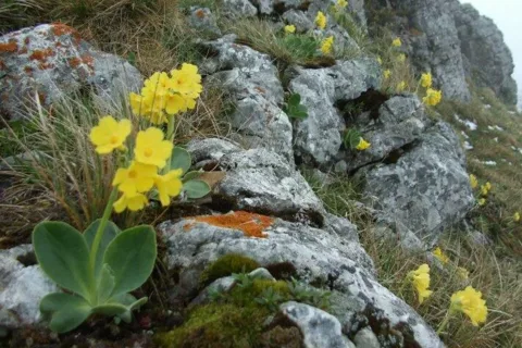 jar na Poludnici