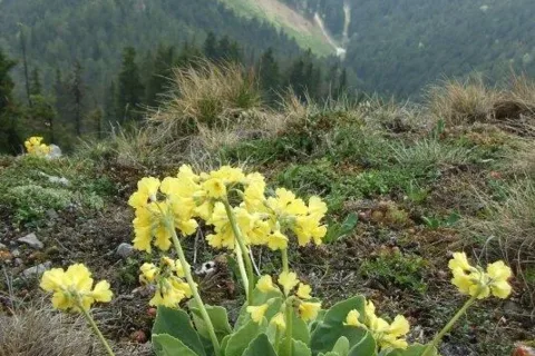jar na Poludnici