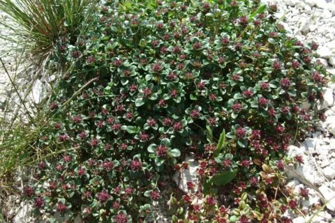 pod Malymi Babkami