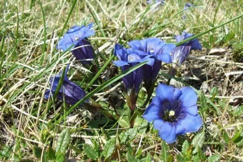 na Sivom vrchu