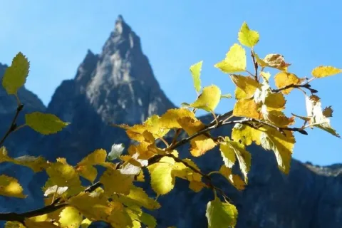 Jesienny Mnich