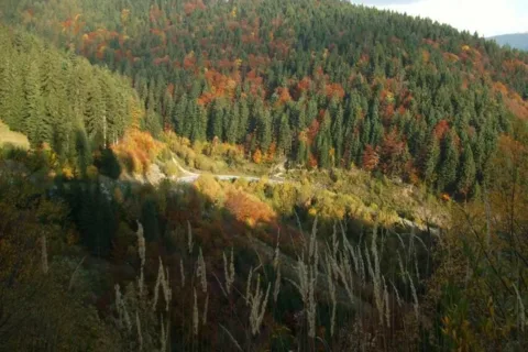 Za skalicou