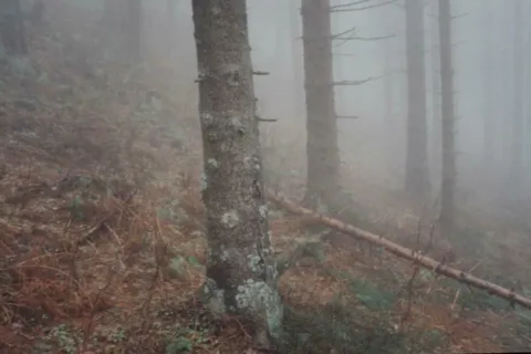 Widmowy las - las reglowy na Babiej Górze
