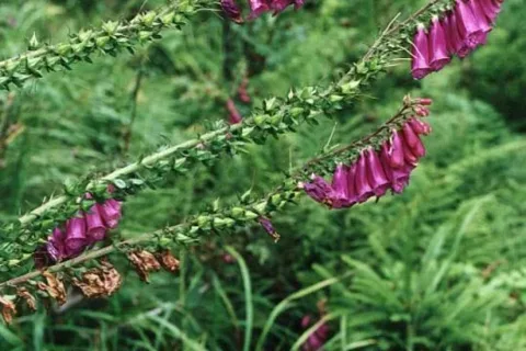 Naparstnica purpurowa