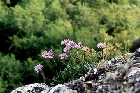 Aster alpejski