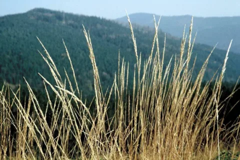 Beskidy