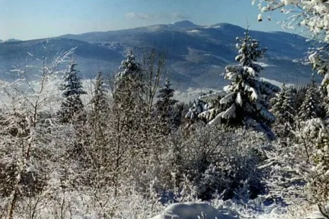 Śnieżna choina