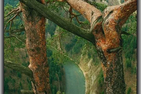 Pieniny. Na Sokolicy