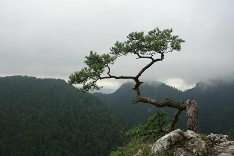 Sokolica