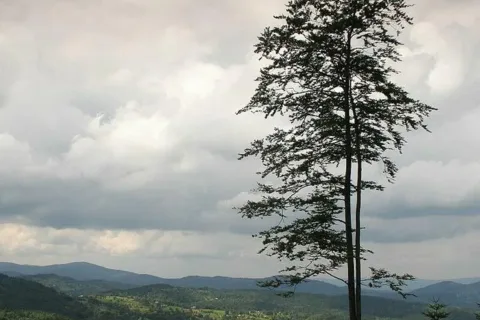 Drzewo w drodze na Halę Krupową - Beskid Żywiecki