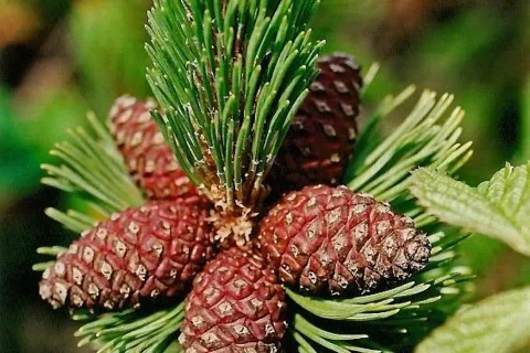 Kosodrzewina
