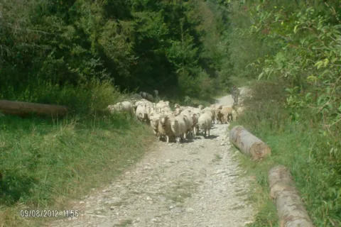 Pieniny