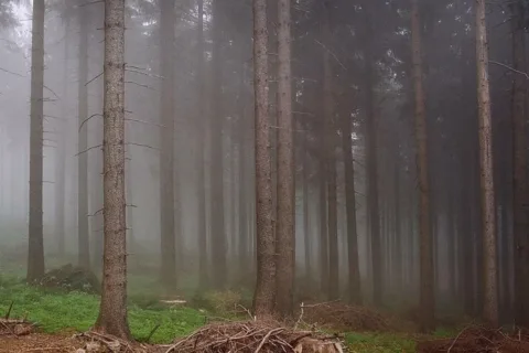 Beskid Żywiecki. Mgła pod Rycerzową