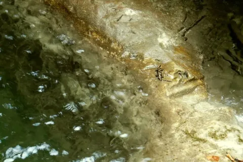 Salamandra v Misovom vodopade