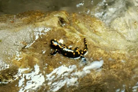 Salamandra v Misovom vodopade