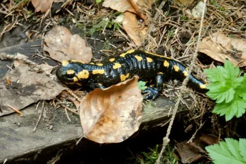Salamandra skvrnita