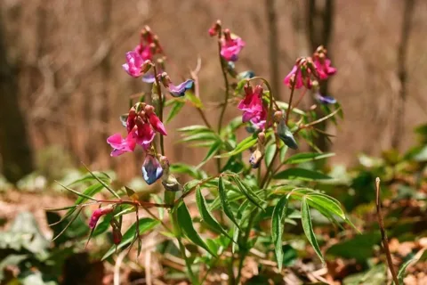 Groszak wiosenny