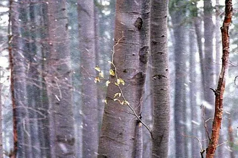 Impresja przyroda
